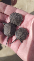 Emys orbicularis
