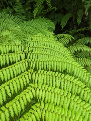 Cyatheales