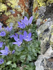 Campanula piperi