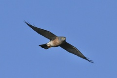 Accipiter soloensis