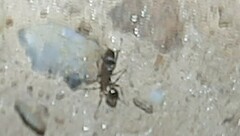 Tetramorium caespitum
