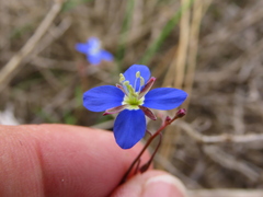 Heliophila refracta