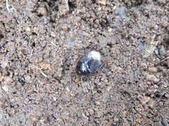 Macroscytus japonensis