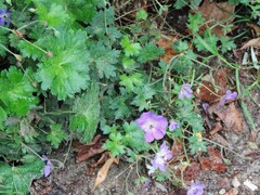 Geranium sanguineum