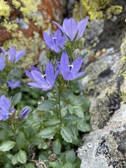 Campanula piperi