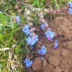 Anchusa capensis