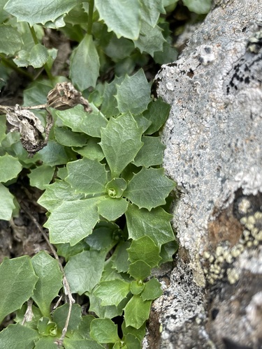 Image of Campanula piperi by (c) Matt Berger, some rights reserved (CC BY)