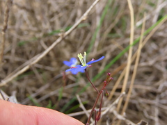Heliophila refracta