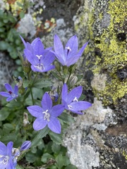 Campanula piperi