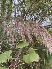 Coleataenia rigidula