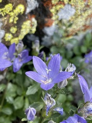 Campanula piperi