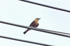 Hirundinea ferruginea