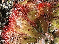 Drosera aliciae
