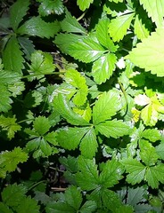 Potentilla reptans