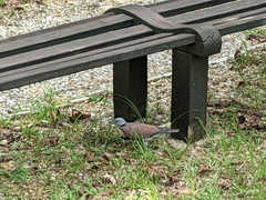 Streptopelia tranquebarica