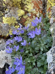 Campanula piperi