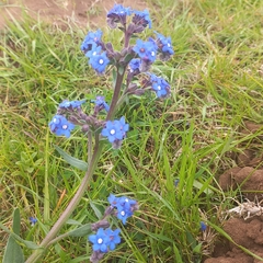 Anchusa capensis