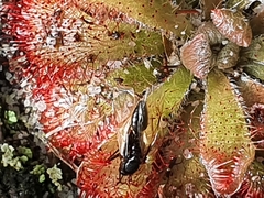 Drosera aliciae