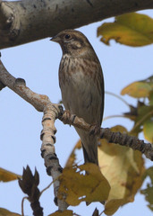 Emberiza leucocephalos