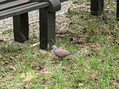 Streptopelia tranquebarica