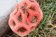 Clathrus crispus