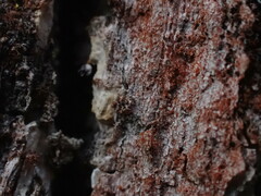 Trentepohlia aurea