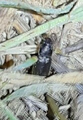 Harpalus rufipes