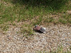 Streptopelia tranquebarica