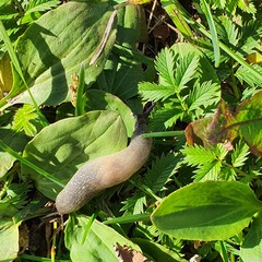 Krynickillus melanocephalus