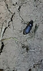 Harpalus rufipes