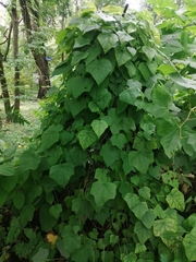 Menispermum dauricum