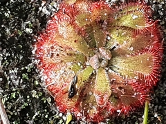 Drosera aliciae