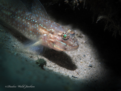 Coryphopterus glaucofraenum