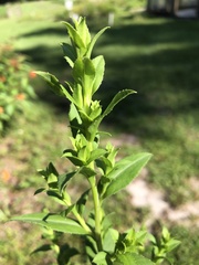 Symphyotrichum elliottii