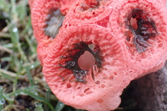 Clathrus crispus