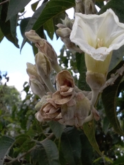 Ipomoea murucoides