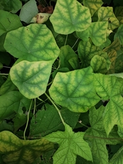 Menispermum dauricum