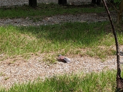 Streptopelia tranquebarica