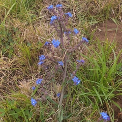 Anchusa capensis