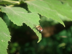 Eristalina