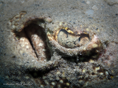 Urobatis jamaicensis