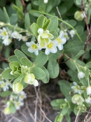 Phyllanthus calycinus