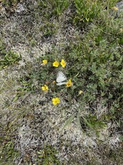 Parnassius smintheus