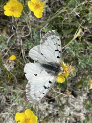 Parnassius smintheus