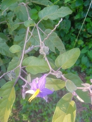 Solanum