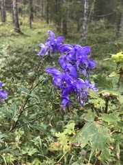 Aconitum variegatum