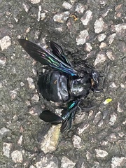 Xylocopa latipes