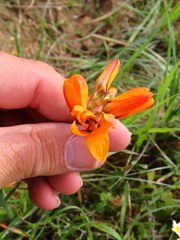 Ixia maculata