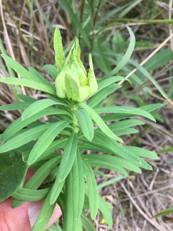 Small gall midge