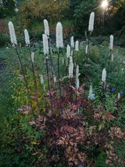 Actaea dahurica